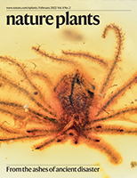 RCA-The landscape of promoter-centred RNA-DNA interactions in rice. Nat Plants