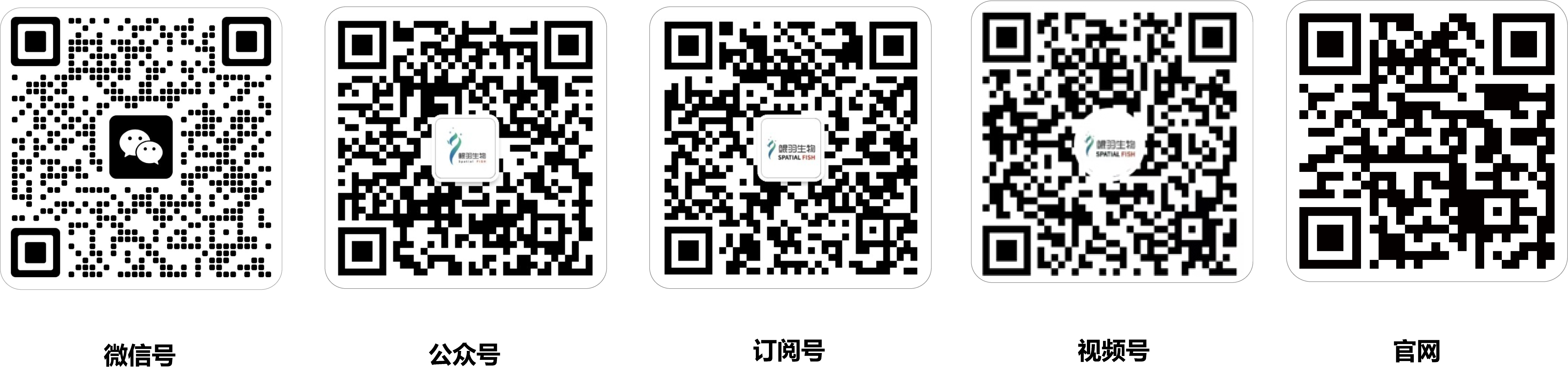 微信号＋公众号＋订阅号＋视频号＋官网　.png